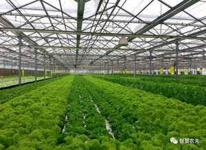 蔬菜無人種植工廠來了 從種植到采收全程自動化，農民會失業嗎？
